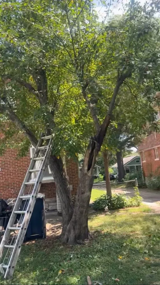 Affordable landscaping services experts serving Kansas City, MO - Sevyn O’s Services