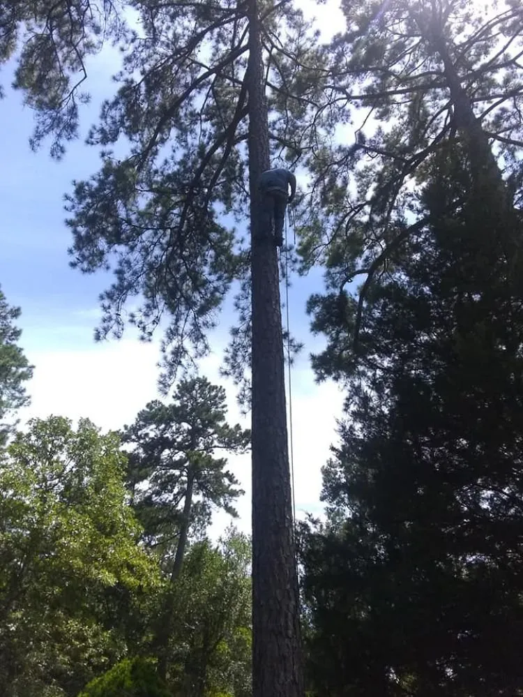 Expert yard maintenance near you across Midland, NC - Seward and Sons Lawn Sheriff