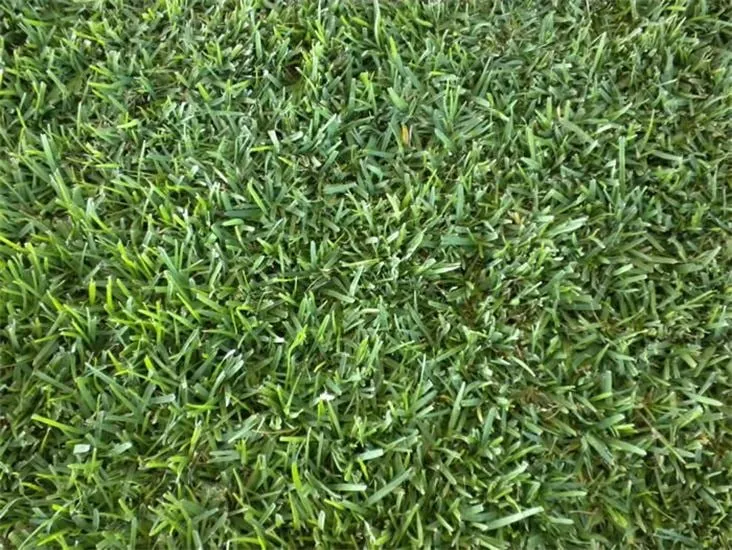 Expert lawn mowing service in Corpus Christi, TX - Seward Lawn Service