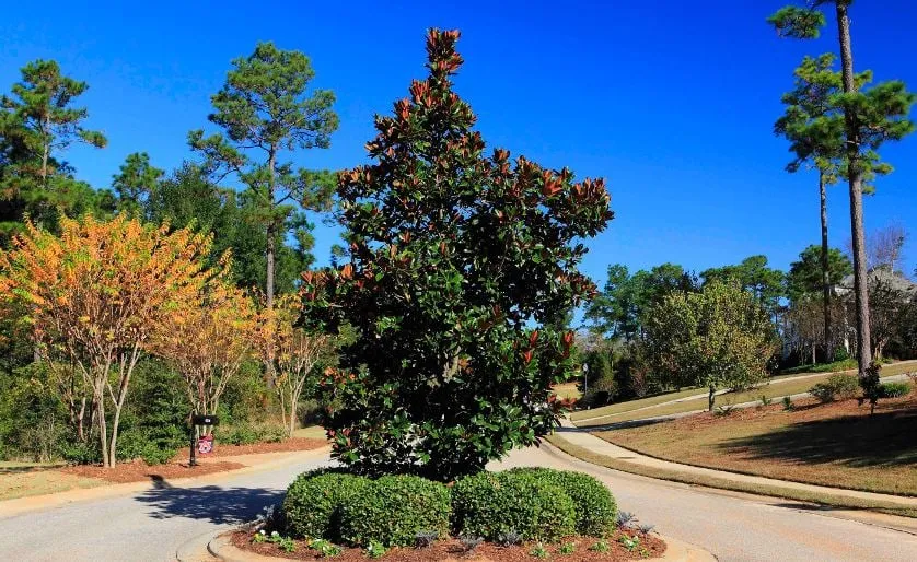 Professional yard cleanup service for outdoor upgrades across Daphne, AL - Sexton Lawn & Landscape