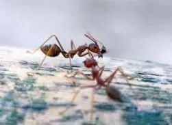 Reliable landscaping services in Daphne, AL - Sexton Lawn & Landscape