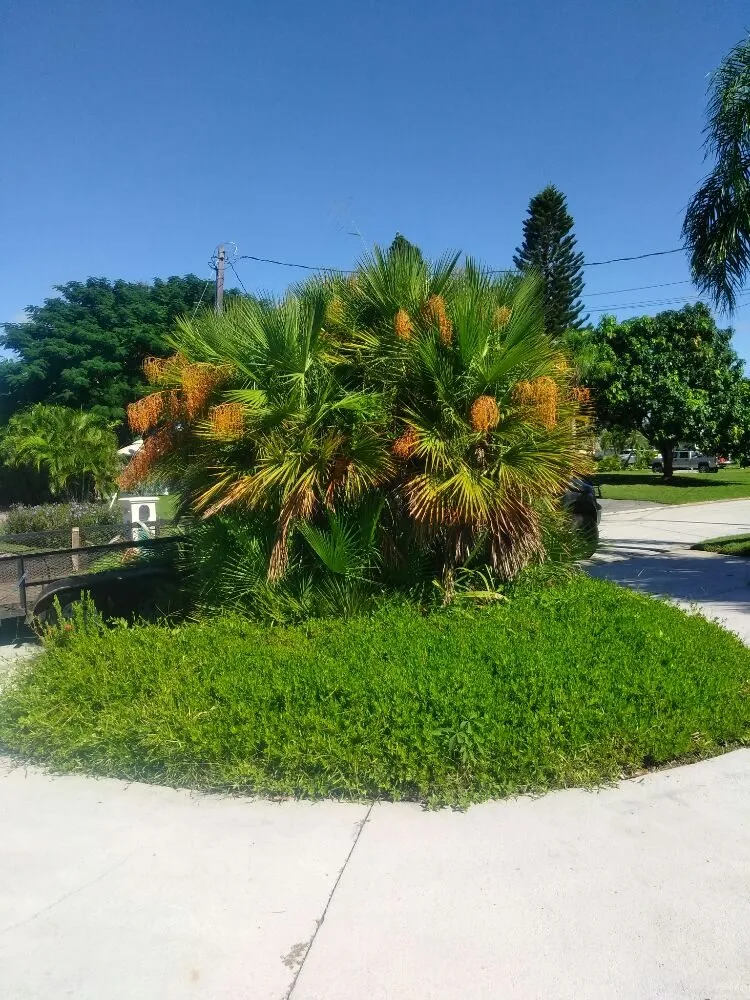 Expert outdoor landscaping for residential properties across Sarasota, FL - Seybold Property Solutions