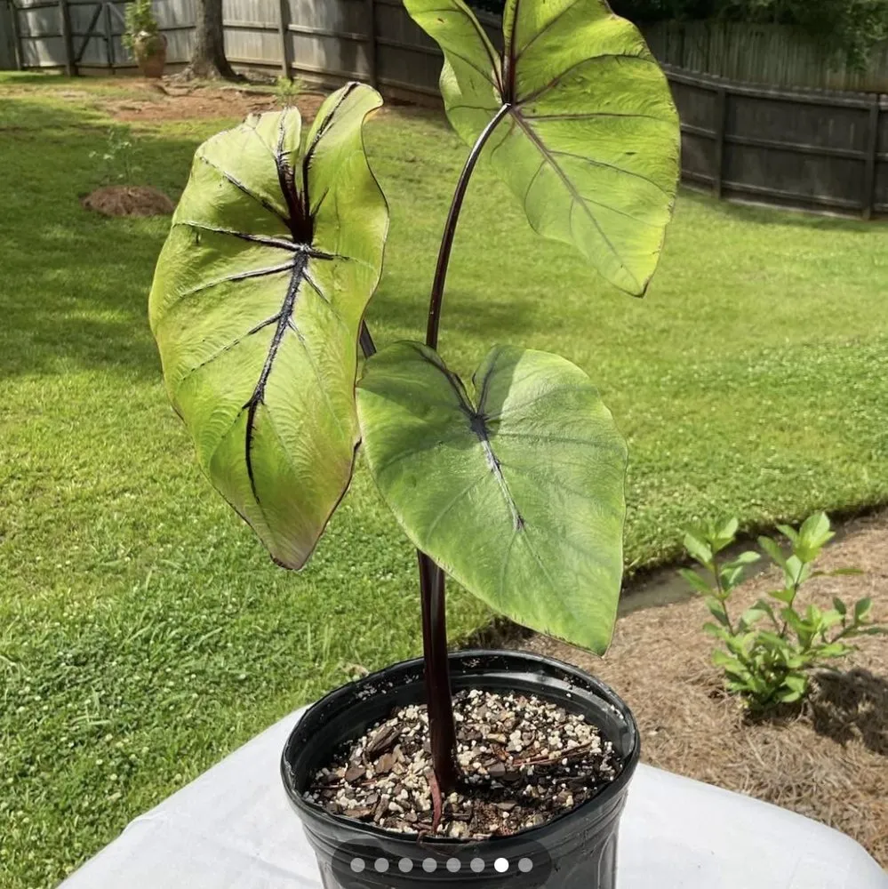 Expert garden landscaping in Richland, MS by Seymours Lawn Service