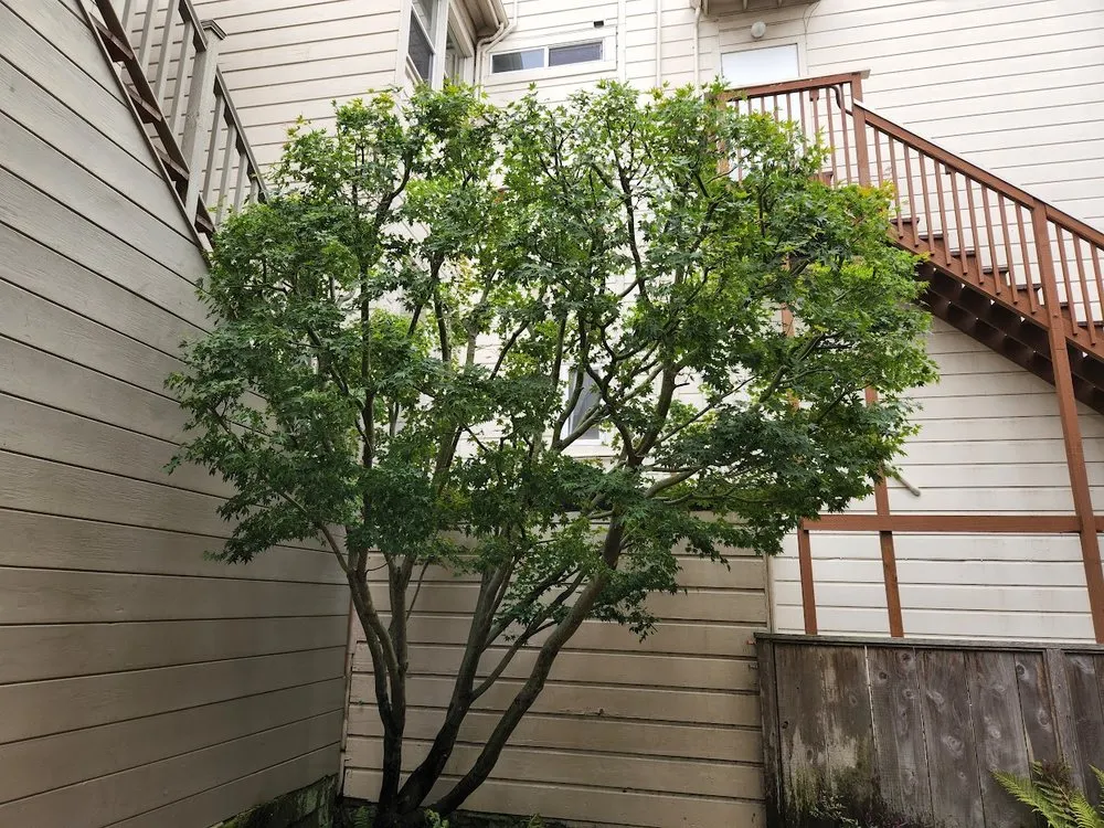 Professional outdoor landscaping with custom design in San Francisco, CA by SF Gardening Services