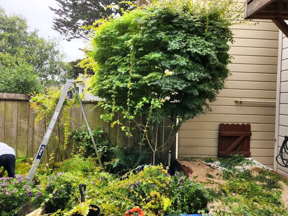 Expert landscape installation in San Francisco, CA - SF Gardening Services