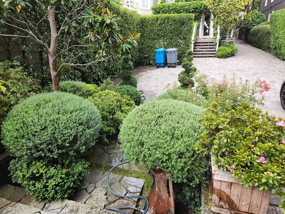 Affordable landscape design in San Francisco, CA - SF Gardening Services