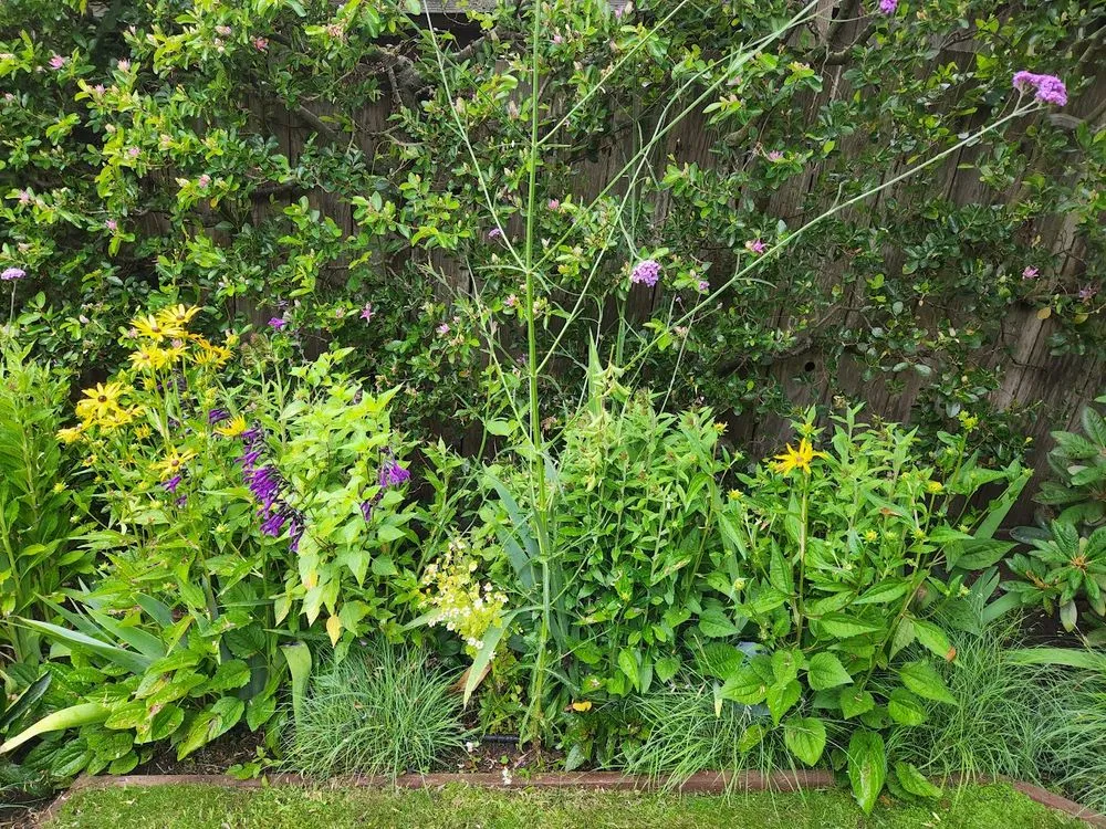 Trusted garden landscaping in San Francisco, CA - SF Gardening Services