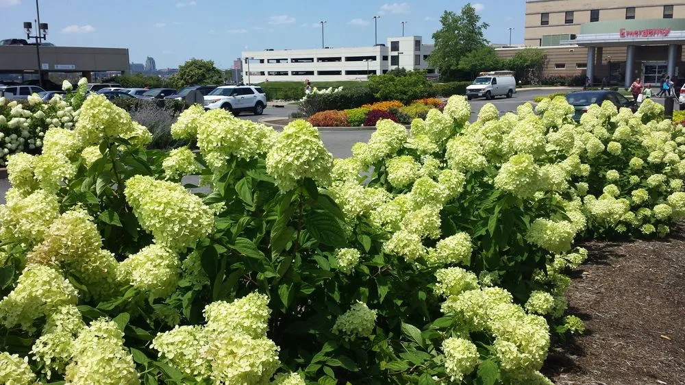 Affordable outdoor landscaping for residential properties in Saint Louis, MO by SFP Landscaping