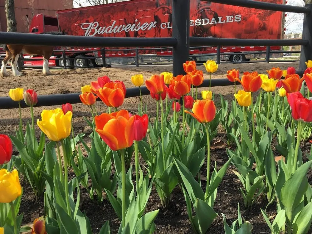 Affordable landscape design for homes in Saint Louis, MO by SFP Landscaping