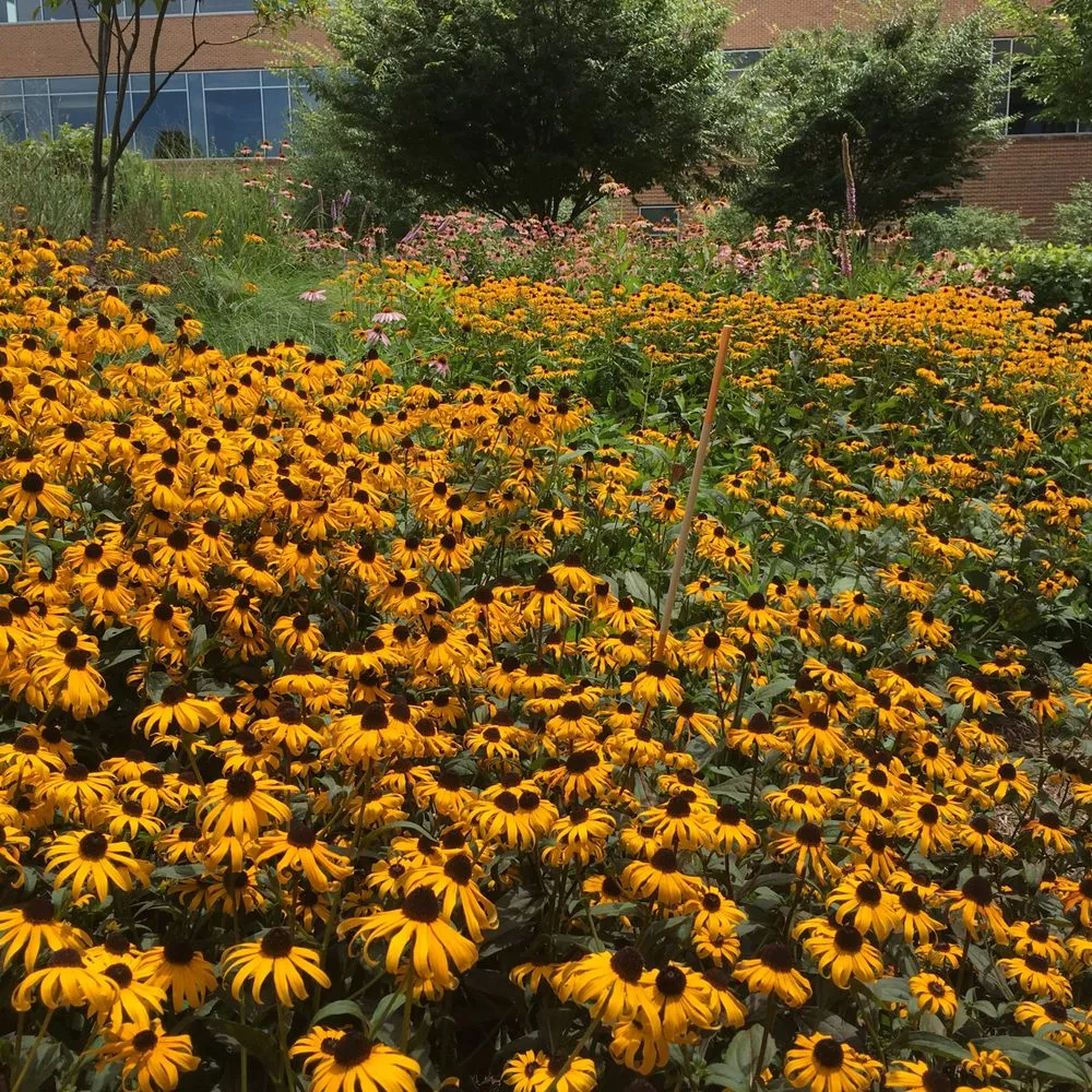 Affordable landscape design with custom design across Saint Louis, MO - SFP Landscaping