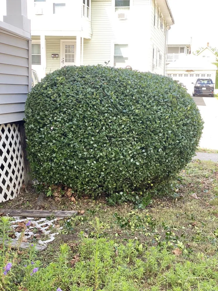 Custom yard maintenance for year-round maintenance across Quincy, MA - S&G Landscape Service