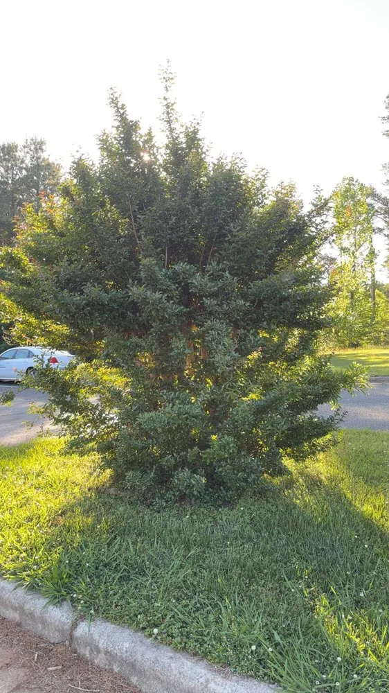 Affordable lawn mowing service in Goldston, NC - SG Mowing