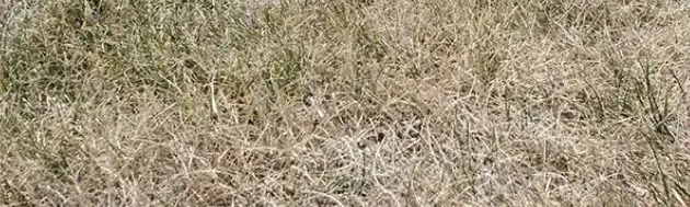 Custom residential landscaping in Belton, TX - S&H Lawn Services