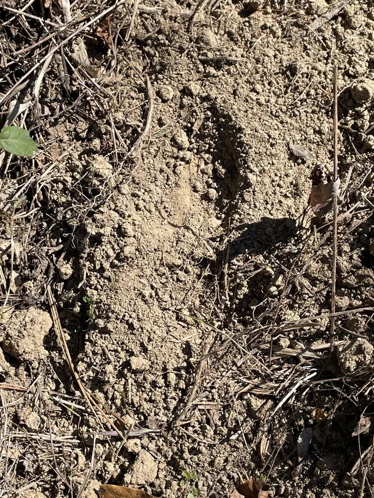 Affordable garden landscaping for year-round maintenance in Chattanooga, TN by Shade Tree Landscaping