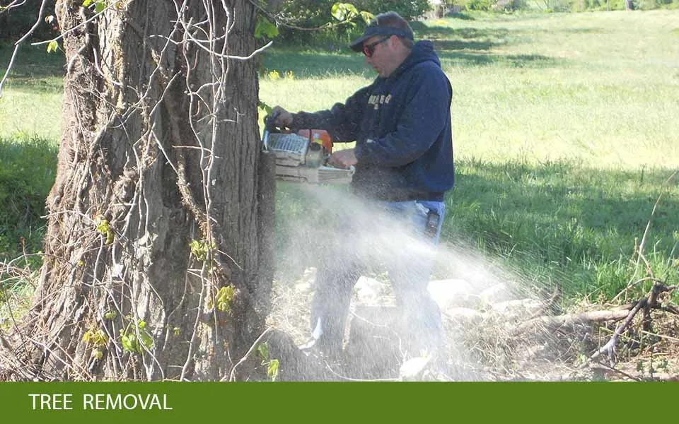 Professional yard cleanup service experts serving Frederick, MD - Shade Tree Landscaping