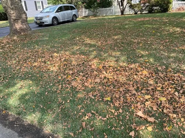 Top-rated lawn care service for year-round maintenance in Tennent, NJ by Shade Tree Lawn & Landscapling