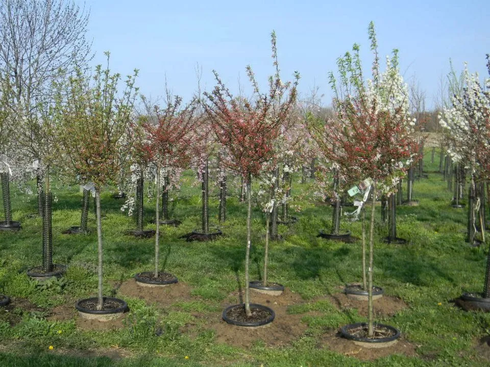 Professional residential landscaping for homes across Oxford, OH - Shademakers Nursery & Landscape