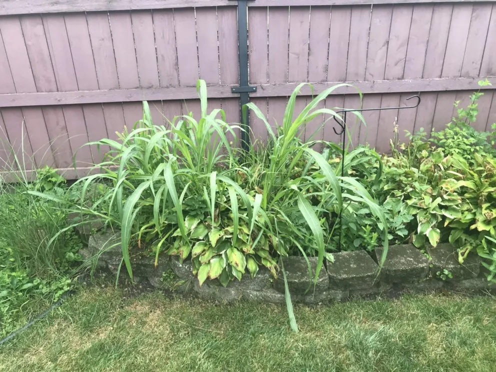 Professional outdoor landscaping for residential properties across Chicago, IL - Shades Of Green