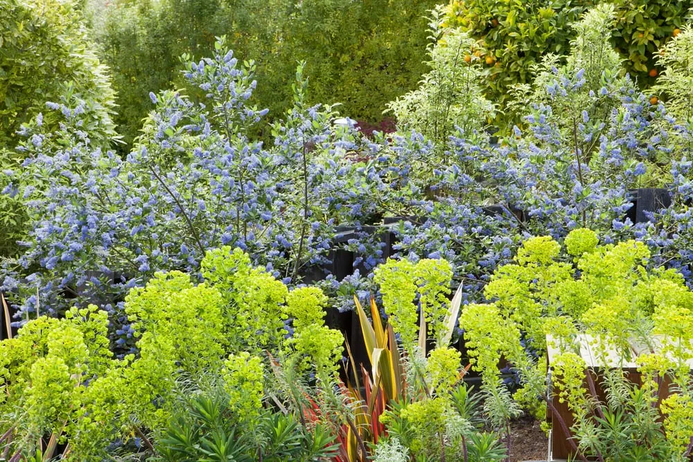 Reliable lawn care service in Sausalito, CA - Shades Of Green Landscape Architecture