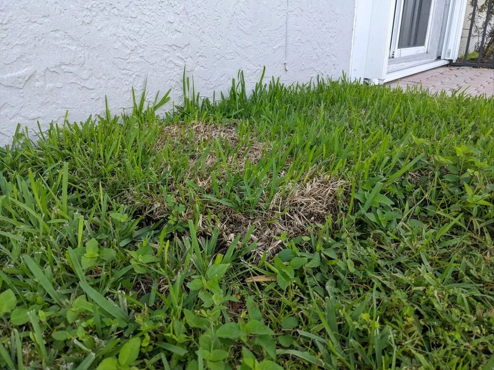 Expert landscape design experts serving Pompano Beach, FL - Shades of Green Landscaping