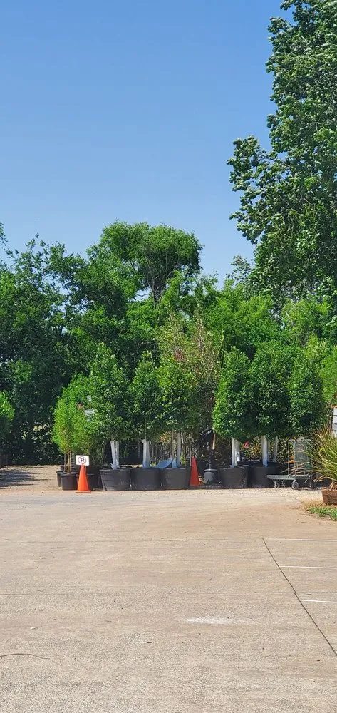 Professional landscape design experts serving Frisco, TX - Shades of Green Nursery and Landscape