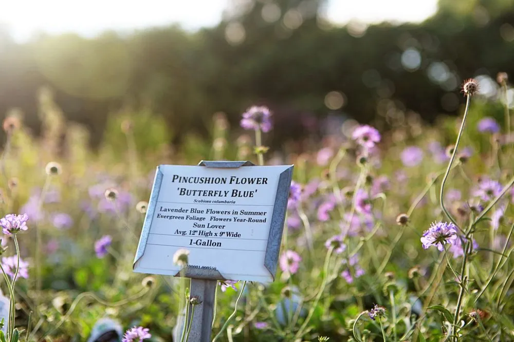 Custom landscape design in Frisco, TX - Shades of Green Nursery and Landscape