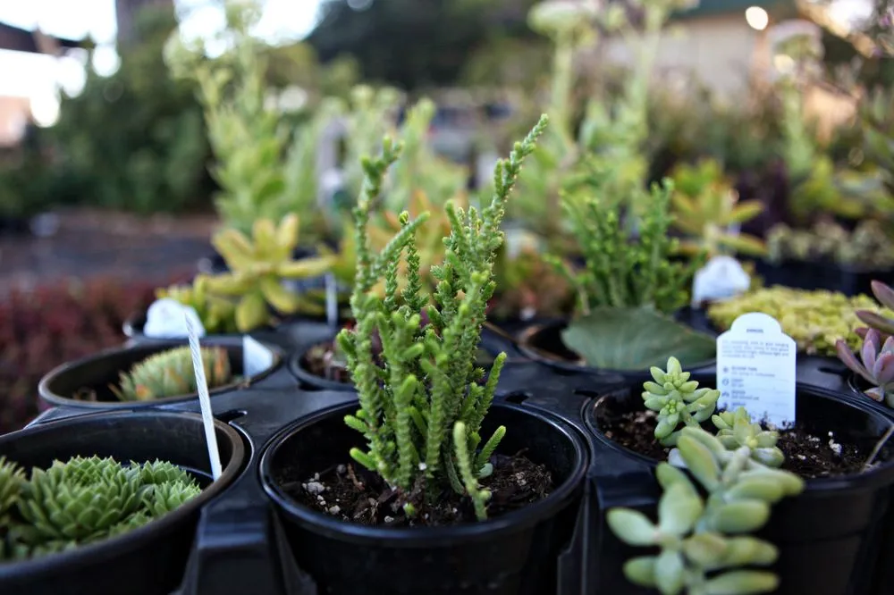 Local residential landscaping experts serving Frisco, TX - Shades of Green Nursery and Landscape