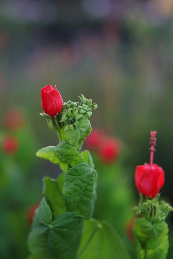 Top-rated outdoor landscaping for residential properties in Frisco, TX by Shades of Green Nursery and Landscape