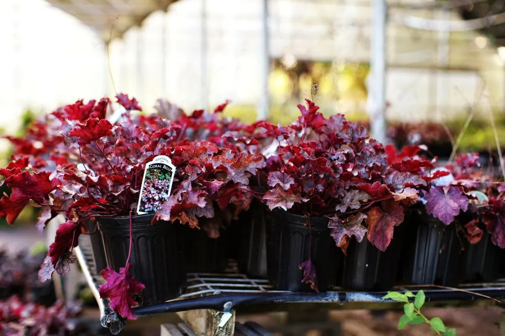 Local yard maintenance in Frisco, TX - Shades of Green Nursery and Landscape