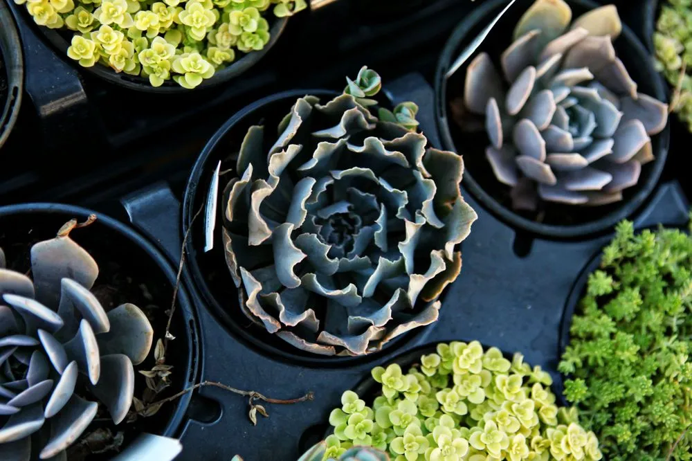 Affordable outdoor landscaping experts serving Frisco, TX - Shades of Green Nursery and Landscape