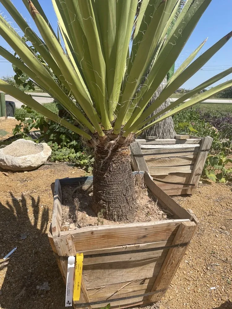 Trusted yard cleanup service experts serving Frisco, TX - Shades of Green Nursery and Landscape