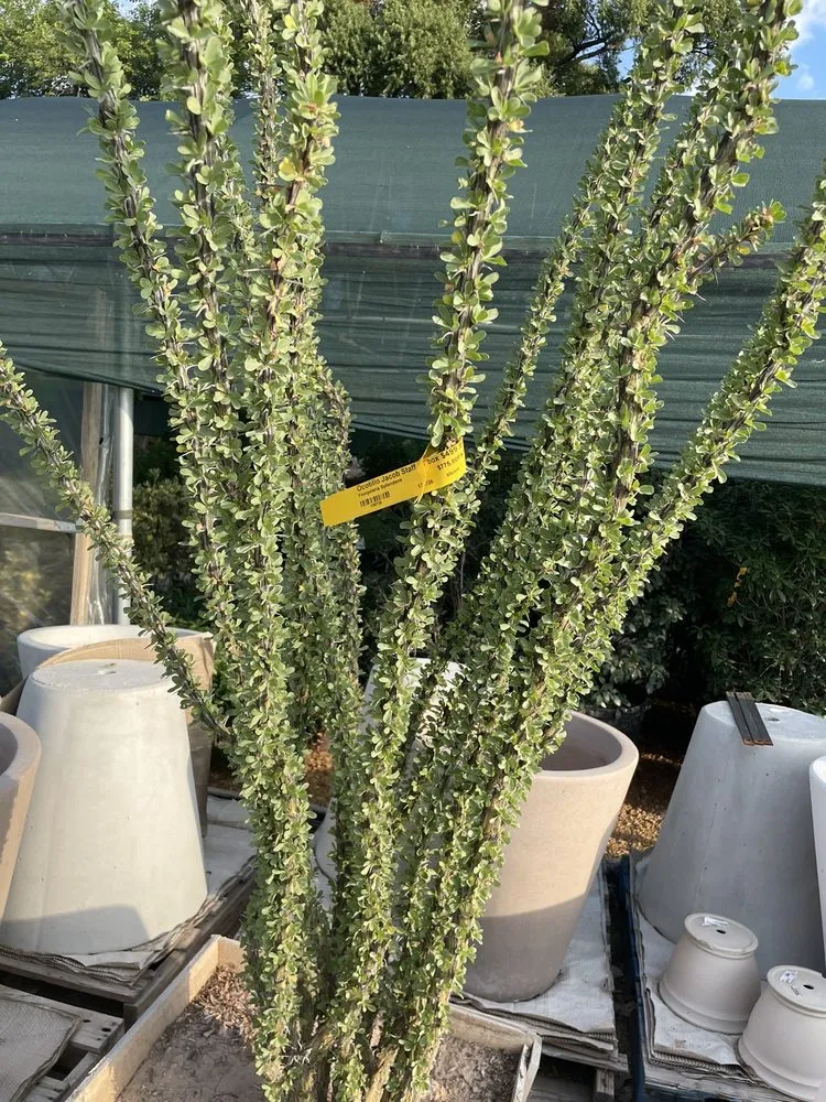 Expert yard cleanup service for beautiful yards in Frisco, TX by Shades of Green Nursery and Landscape