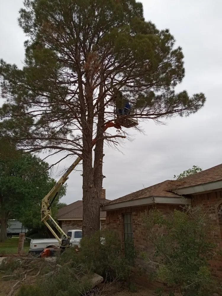 Reliable residential landscaping near you in Odessa, TX by Shades of Green