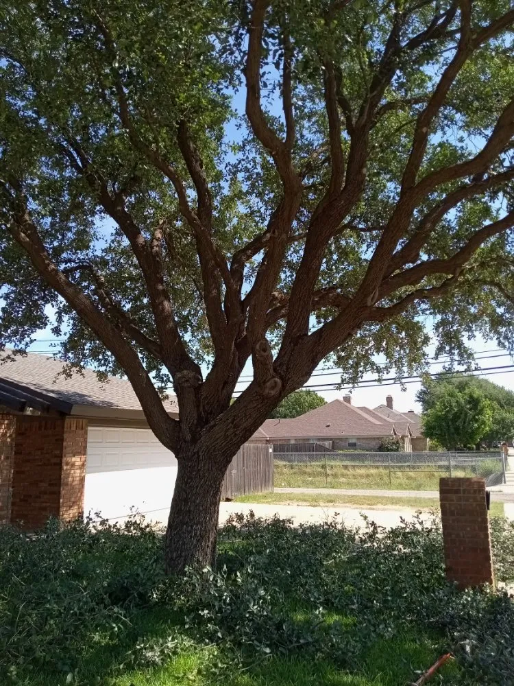 Expert lawn mowing service in Odessa, TX - Shades of Green