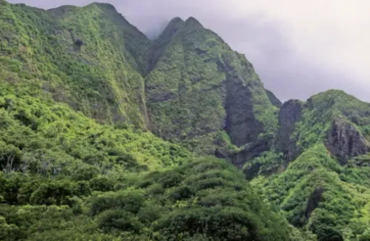 Top-rated landscape design in Paia, HI by Shades Of Green