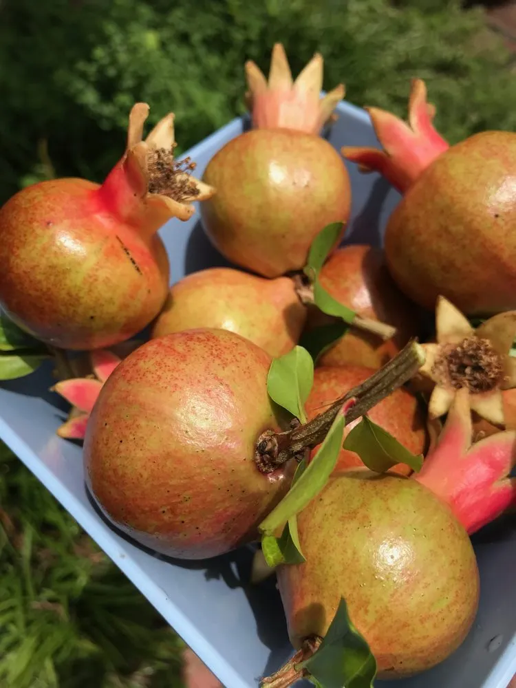 Trusted lawn care service for beautiful yards across Avondale Estates, GA - Shades of Green Permaculture