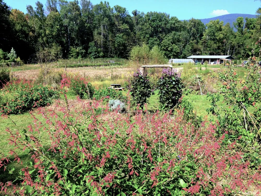 Local landscape design for homes across Avondale Estates, GA - Shades of Green Permaculture