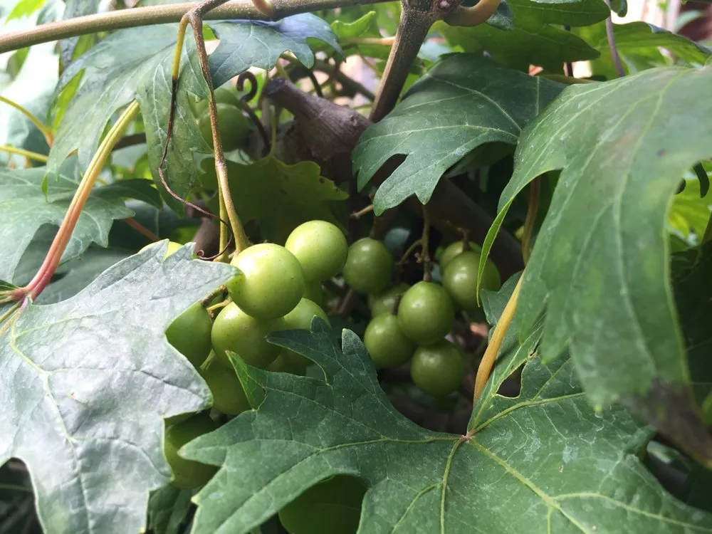 Top-rated landscape design in Avondale Estates, GA by Shades of Green Permaculture