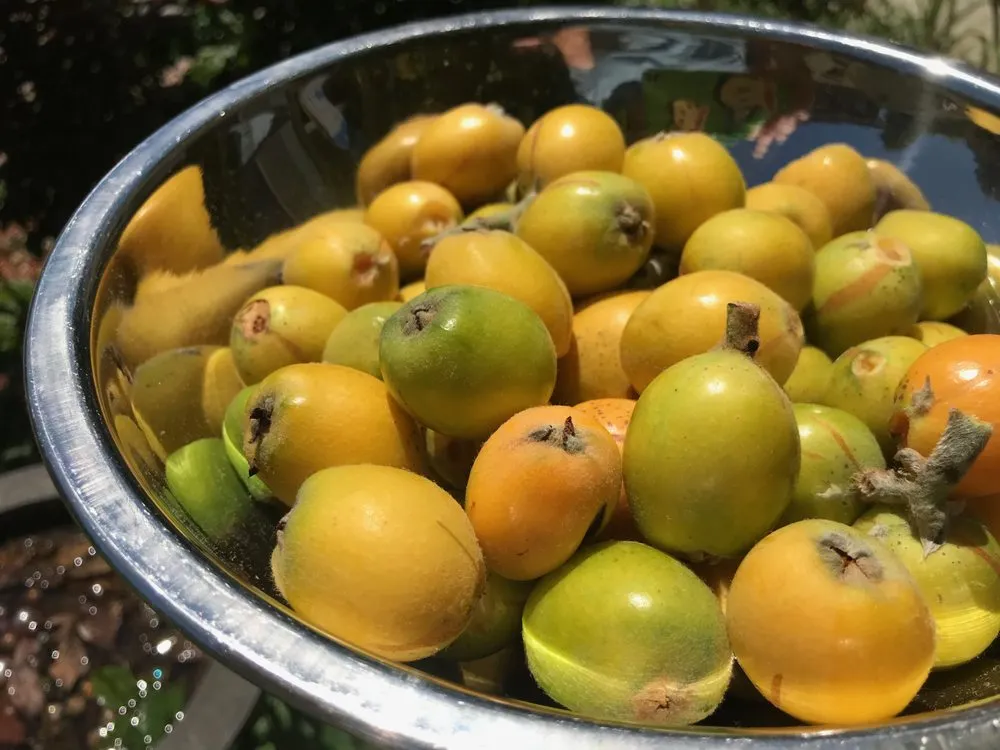 Top-rated lawn care service with custom design across Avondale Estates, GA - Shades of Green Permaculture