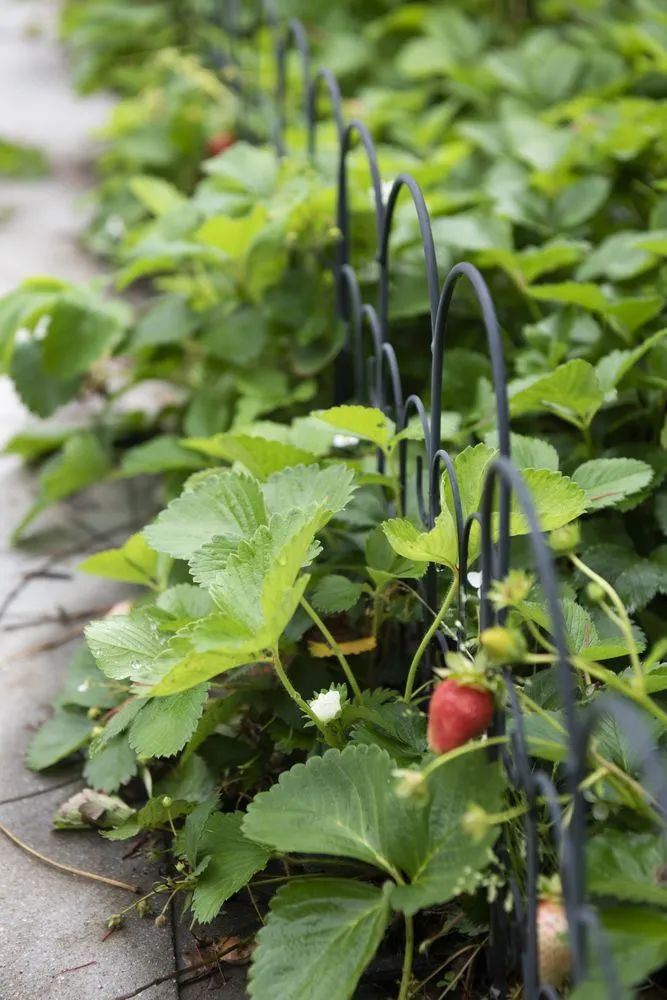 Top-rated yard maintenance experts serving Avondale Estates, GA - Shades of Green Permaculture