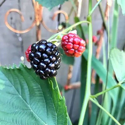Shades of Green Permaculture