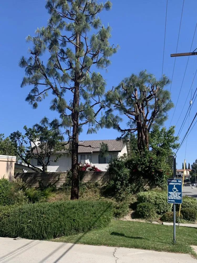 Trusted landscaping services in Whittier, CA by Shades of Green Tree Service