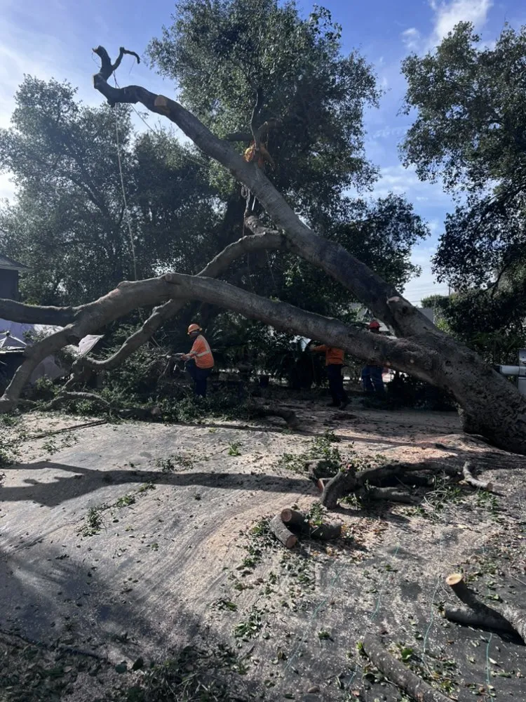 Affordable landscape installation for beautiful yards across Whittier, CA - Shades of Green Tree Service