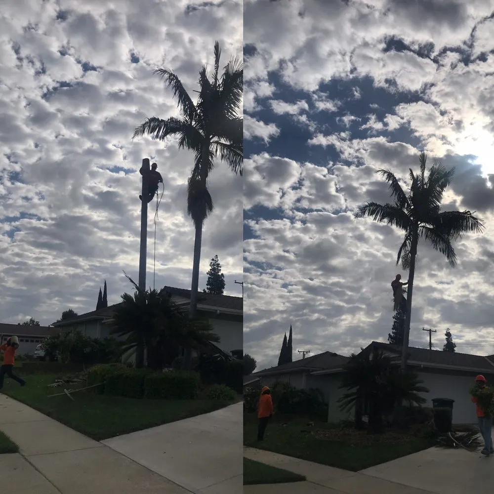 Affordable garden landscaping experts serving Whittier, CA - Shades of Green Tree Service