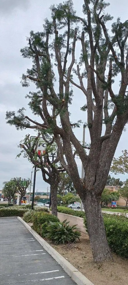 Custom outdoor landscaping for year-round maintenance across Whittier, CA - Shades of Green Tree Service