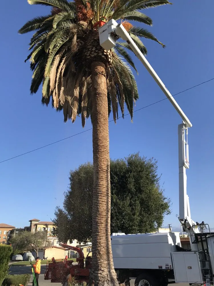 Top-rated garden landscaping for residential properties across La Puente, CA - Shades of Nature