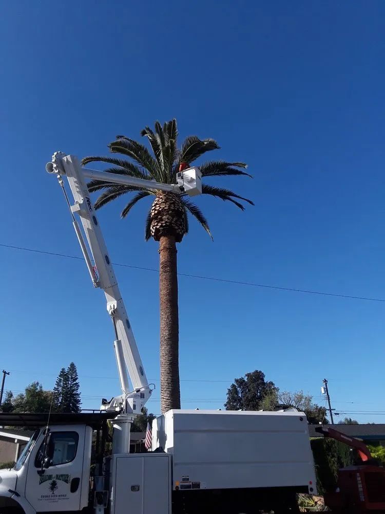 Reliable lawn care service in La Puente, CA - Shades of Nature