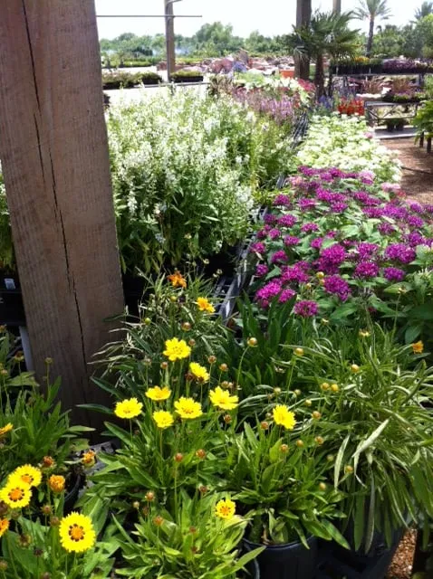 Affordable yard maintenance experts serving Houston, TX - Shades of Texas Wholesale Nursery