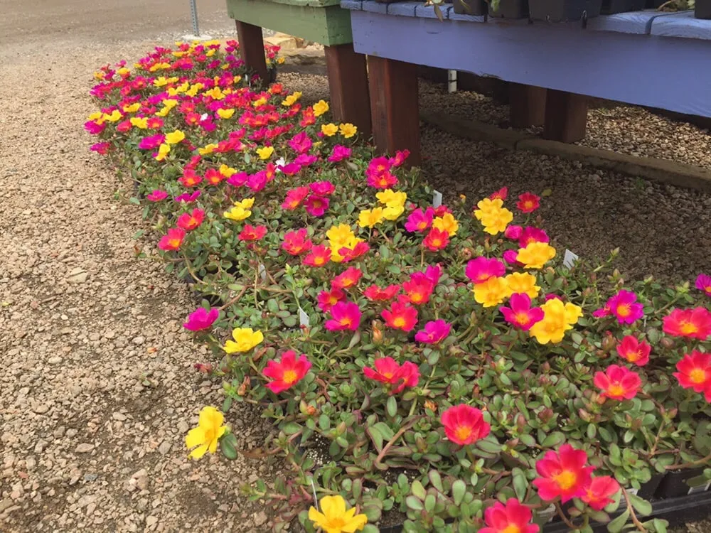 Expert garden landscaping for year-round maintenance across Houston, TX - Shades of Texas Wholesale Nursery
