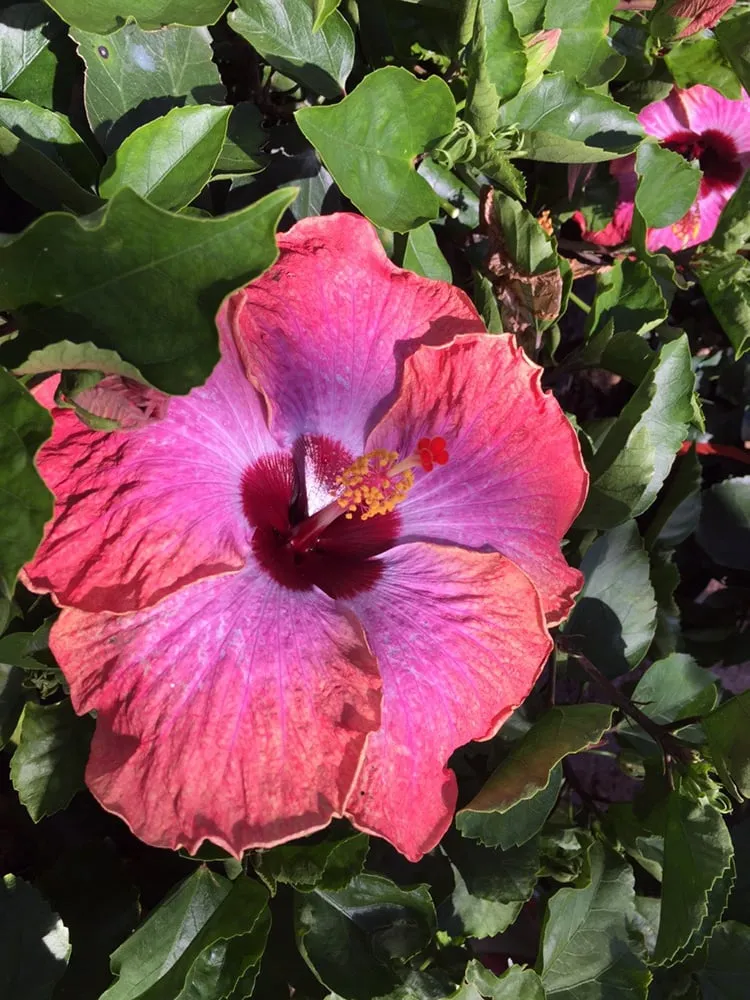 Reliable landscaping services for homes in Houston, TX by Shades of Texas Wholesale Nursery